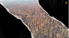 Кремінський ліс