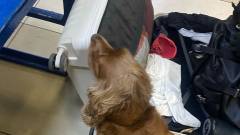 службова собака на пропускному пункті на Волині