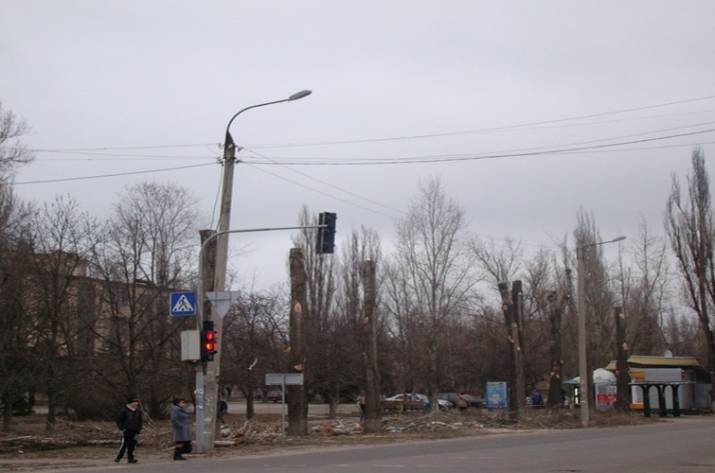 Рубежное_деревья
