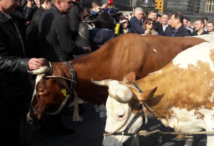 ляшко и коровы