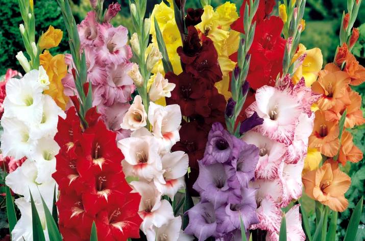 гладиолусы