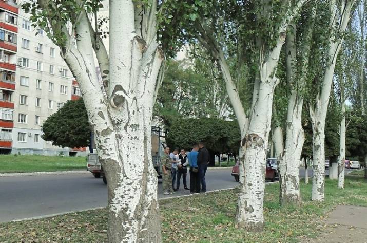 Сын мэра Лисичанска