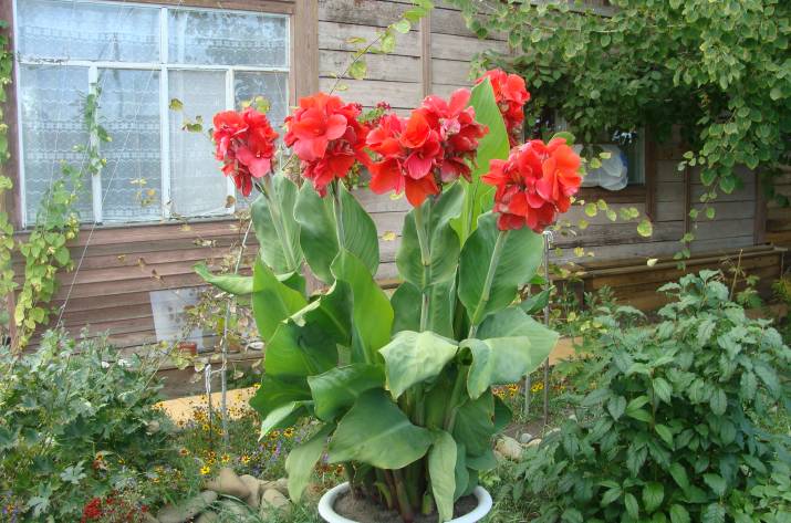 канны цветок