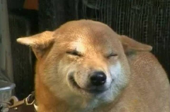 Собака хитра