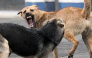 Бродячие псы дерутся 