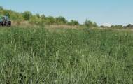 Конопляные поля уничтожены на Луганщине